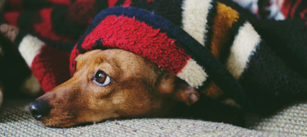 coperta